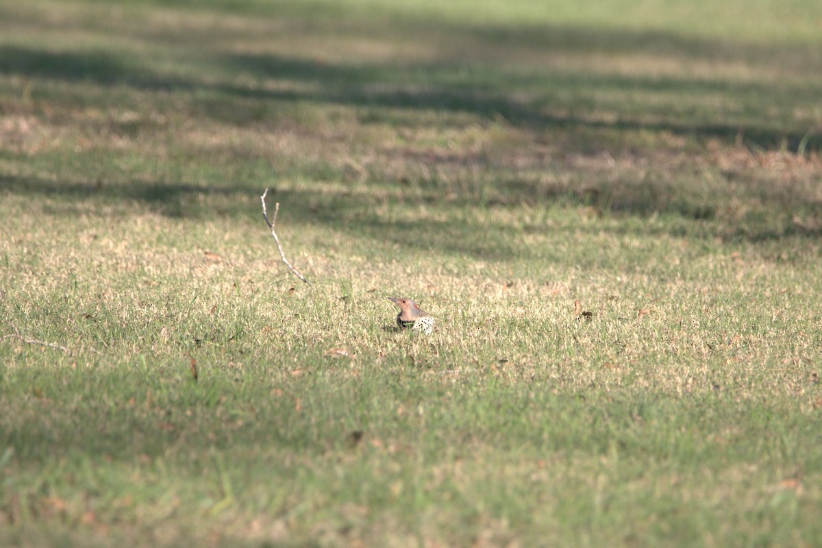 Altın Ağaçkakan (auratus/luteus) - ML646609066