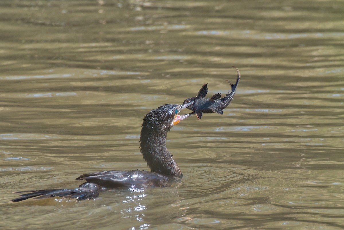 Neotropic Cormorant - ML646609067