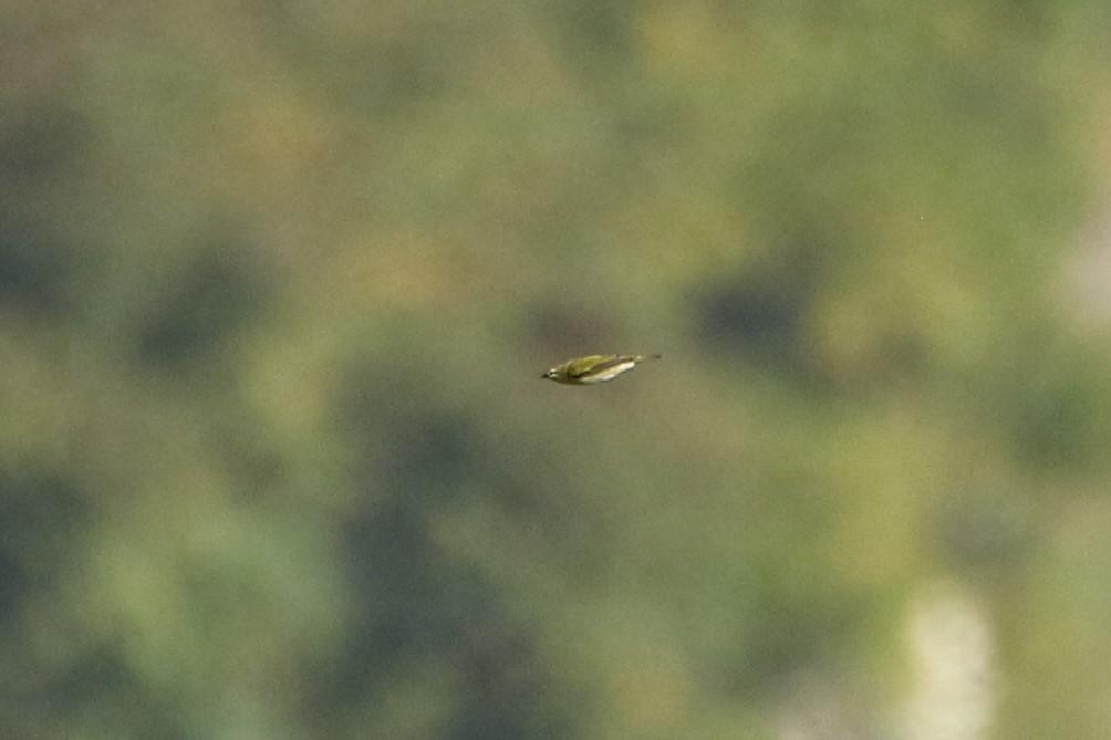 Tennessee Warbler - ML646609068