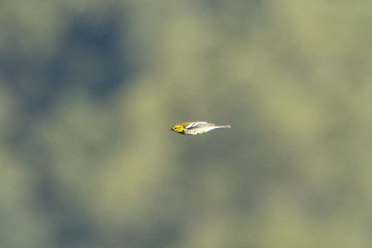 Black-throated Green Warbler - ML646609069