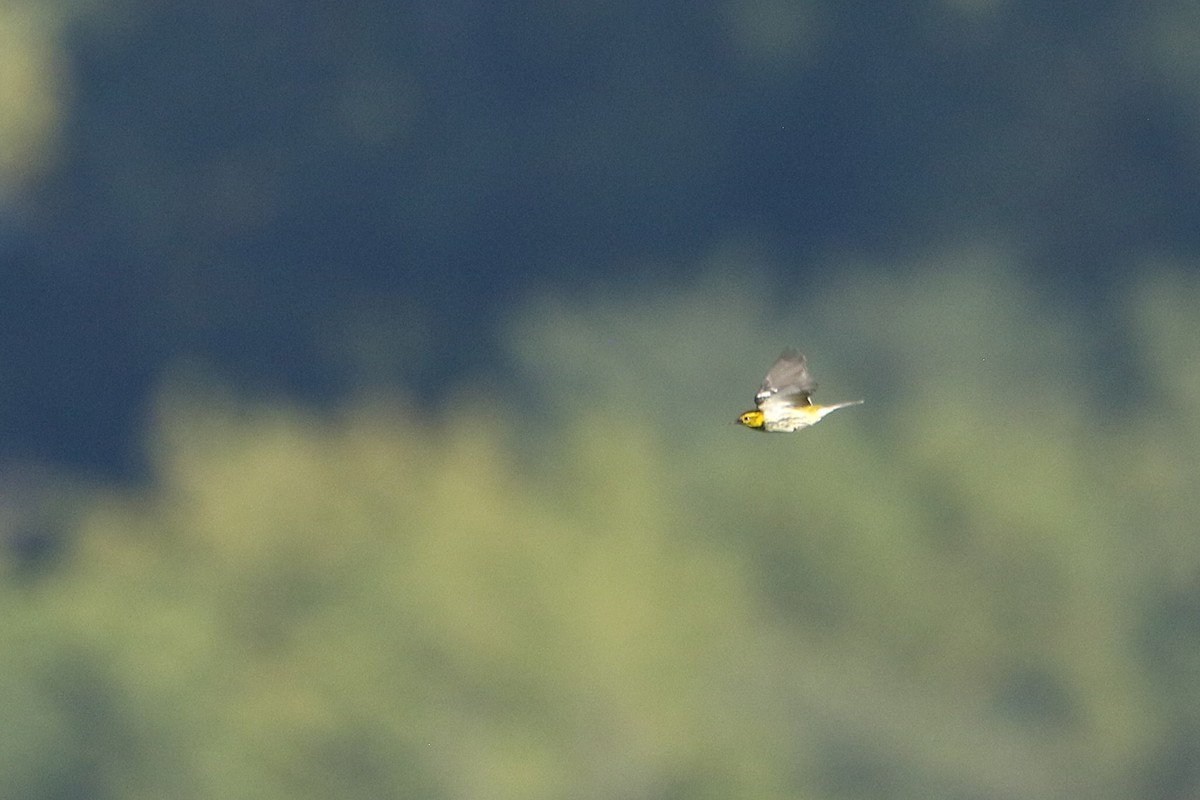 Black-throated Green Warbler - ML646609070