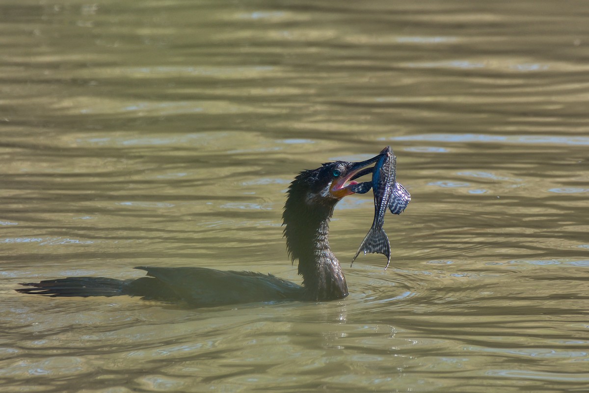 Neotropic Cormorant - ML646609072