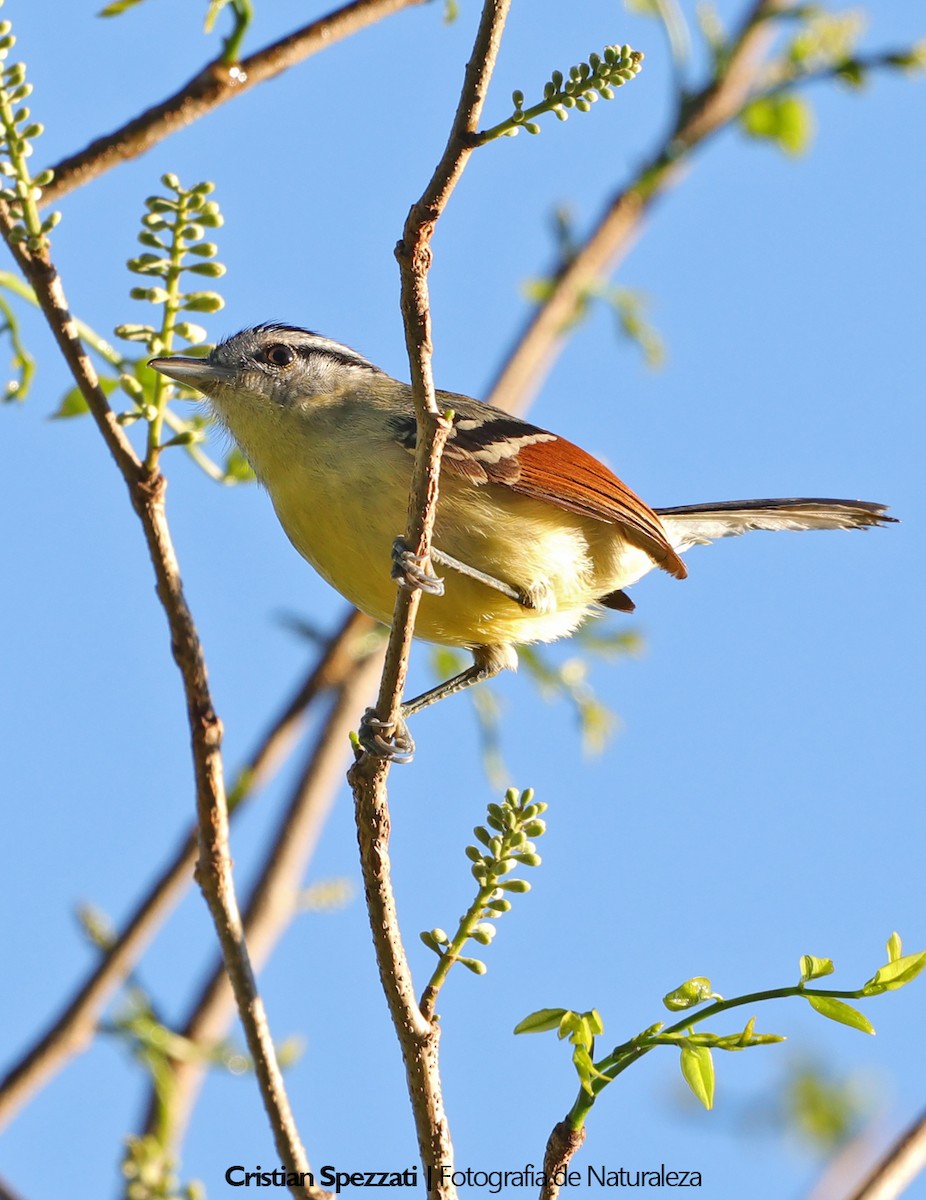 Rufous-margined Antwren - ML646609073