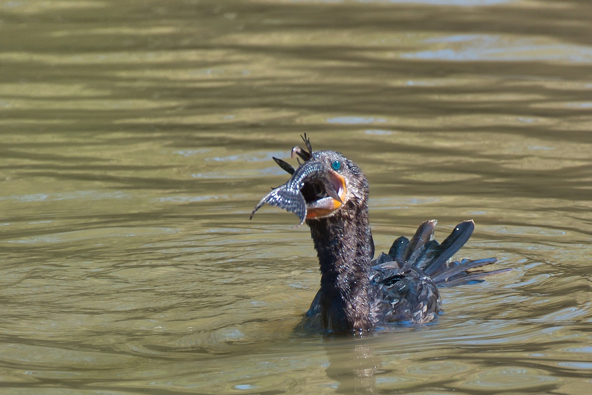 Neotropic Cormorant - ML646609074