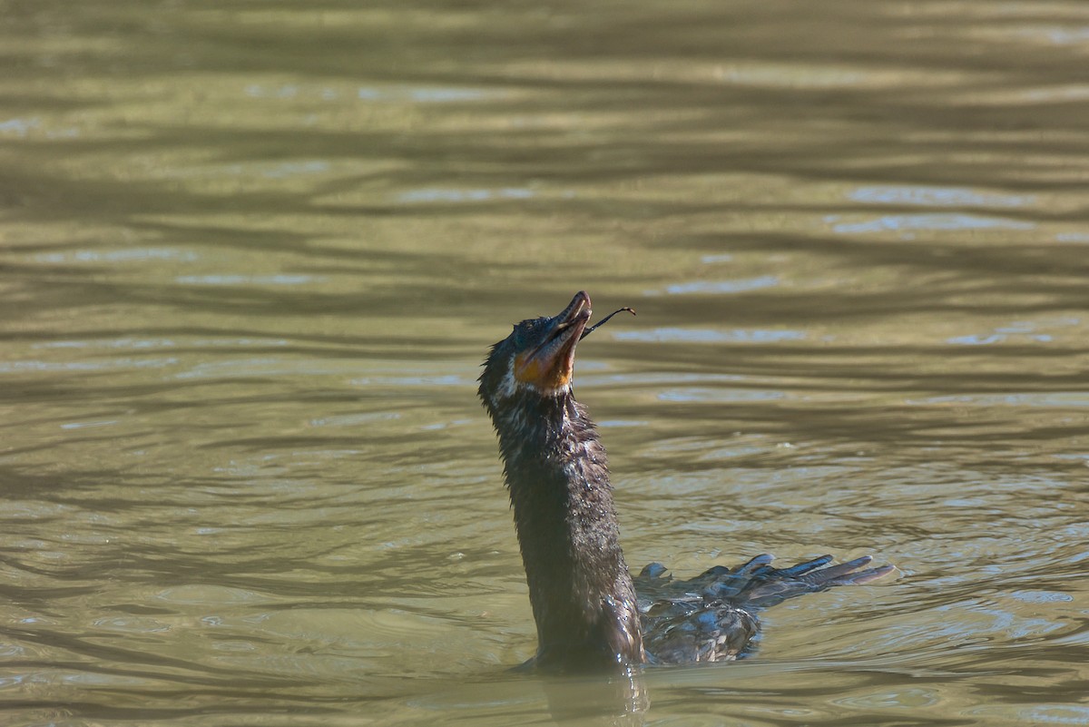 Neotropic Cormorant - ML646609076