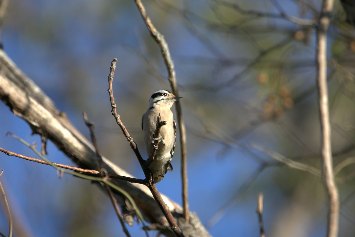 Dunenspecht - ML646609078