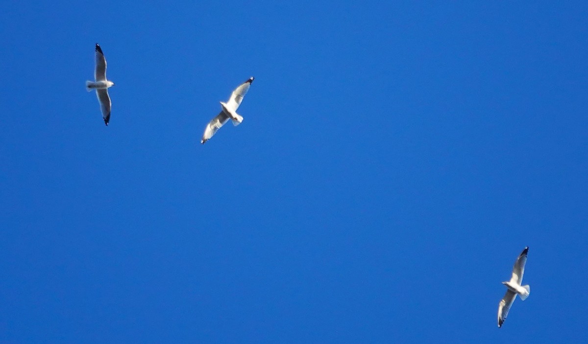 чайка sp. - ML646609079