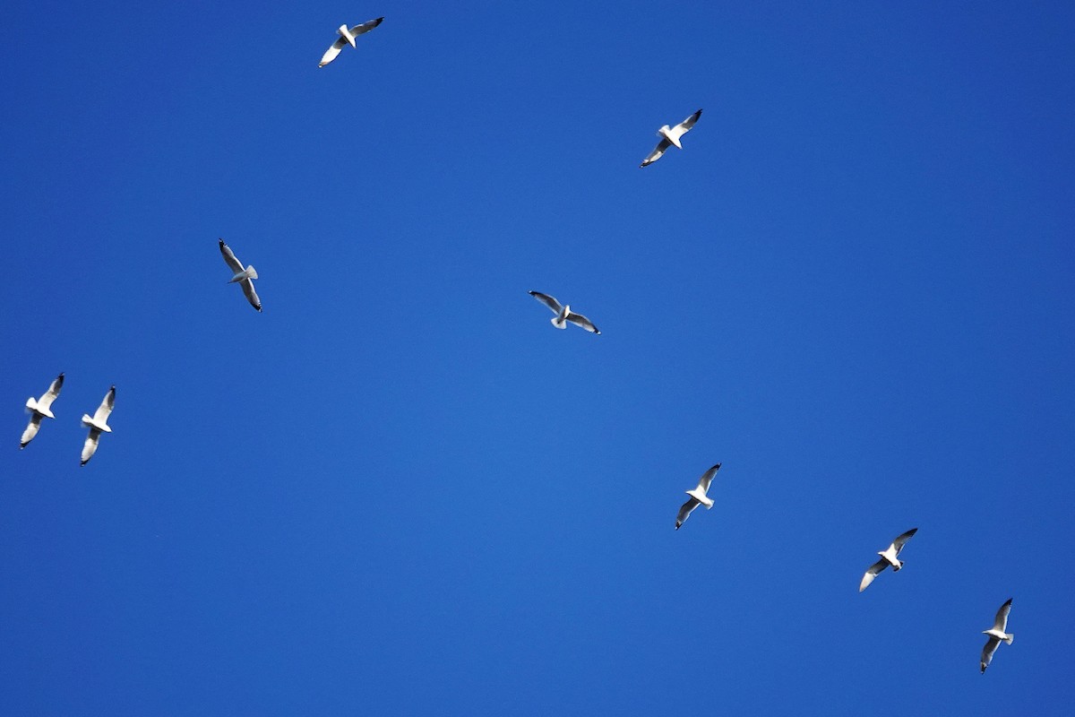 чайка sp. - ML646609080