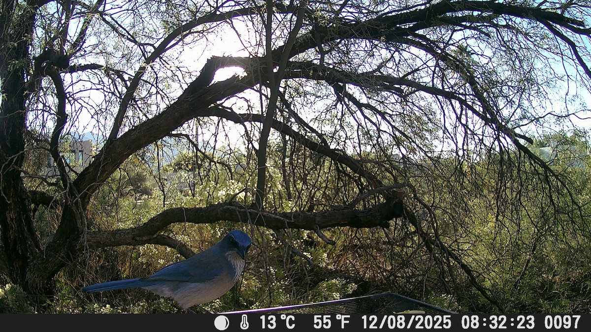 Woodhouse's Scrub-Jay - ML646609083