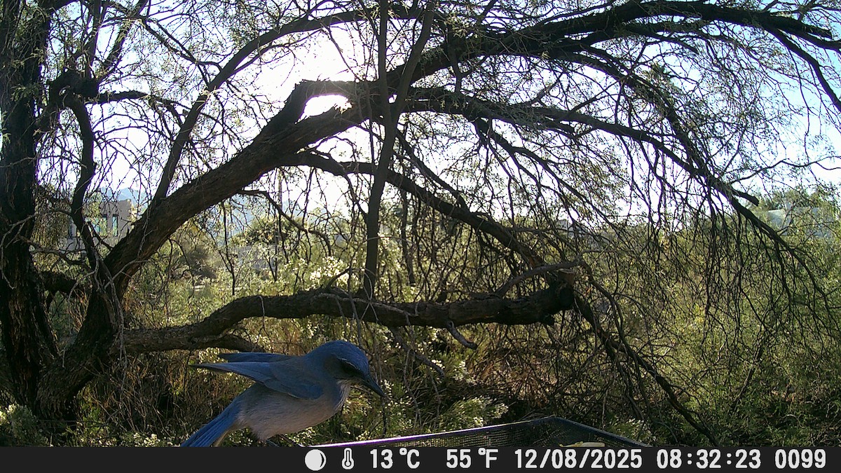 Woodhouse's Scrub-Jay - ML646609084