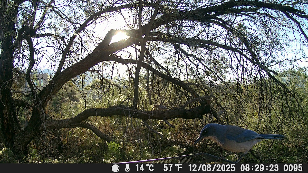 Woodhouse's Scrub-Jay - ML646609086