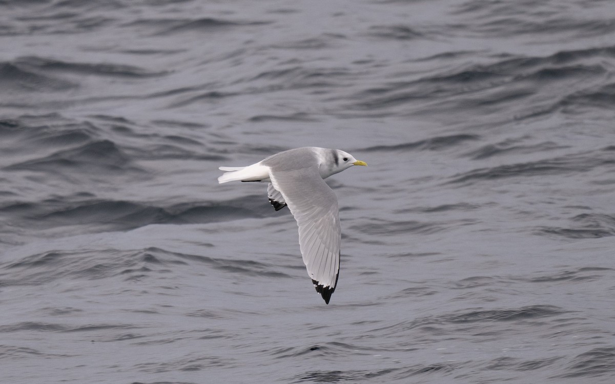 三趾鷗 - ML646609091