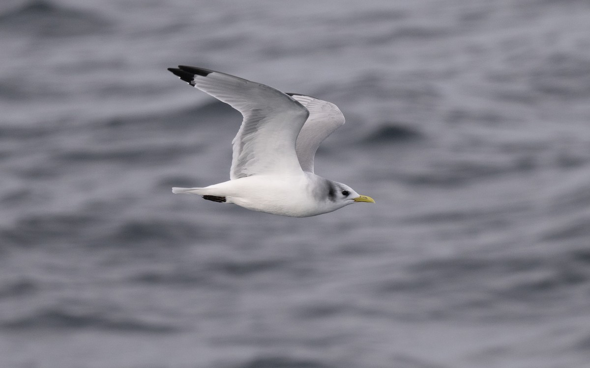 三趾鷗 - ML646609092