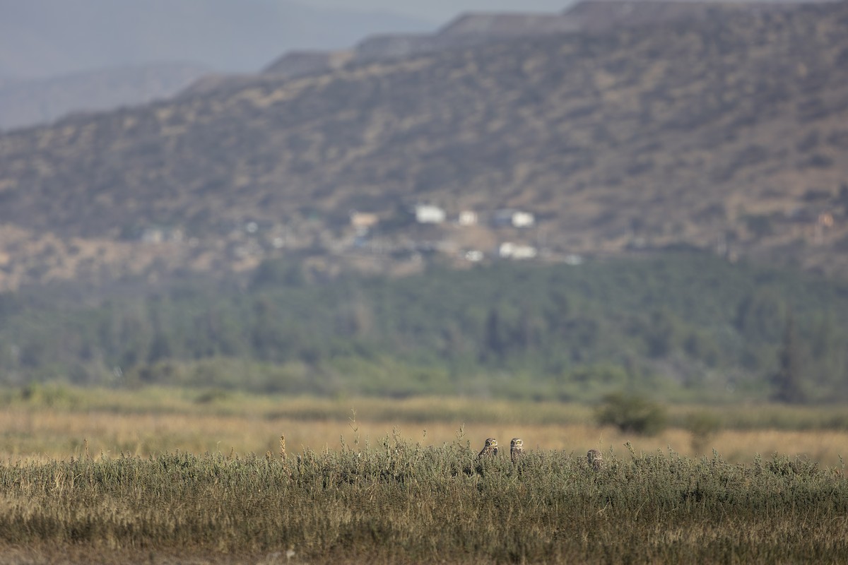 Burrowing Owl (Southern) - ML646609093