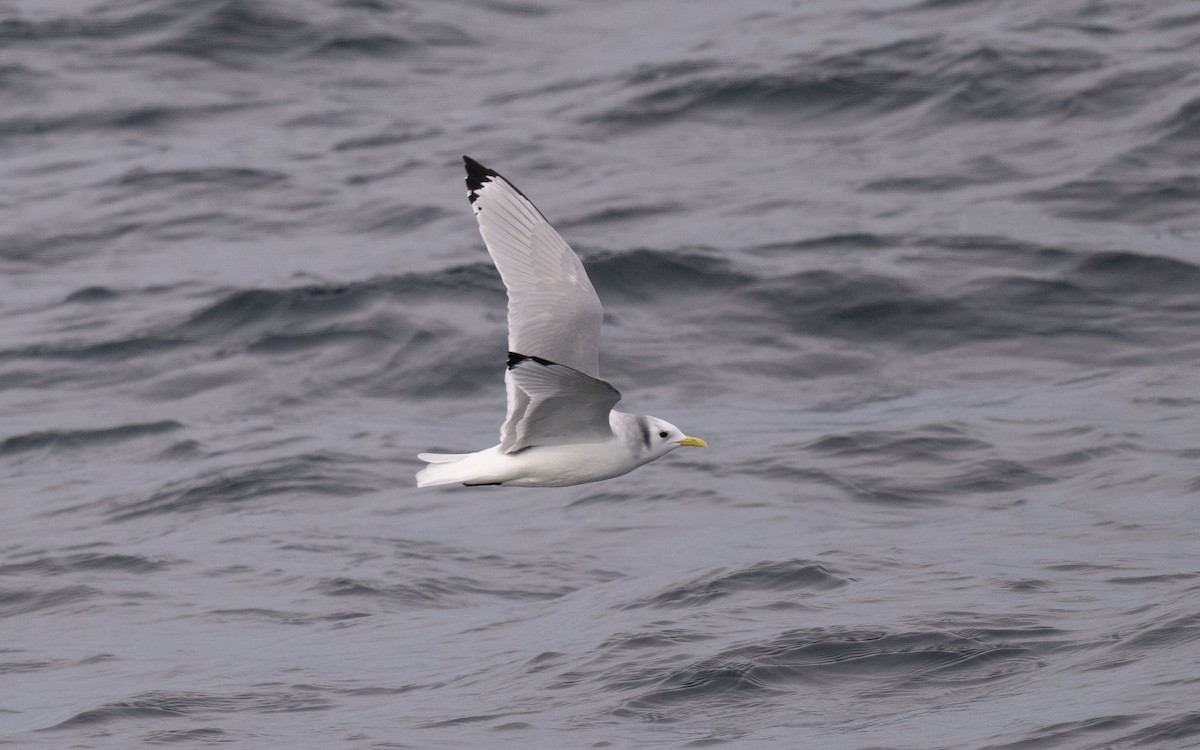 三趾鷗 - ML646609094