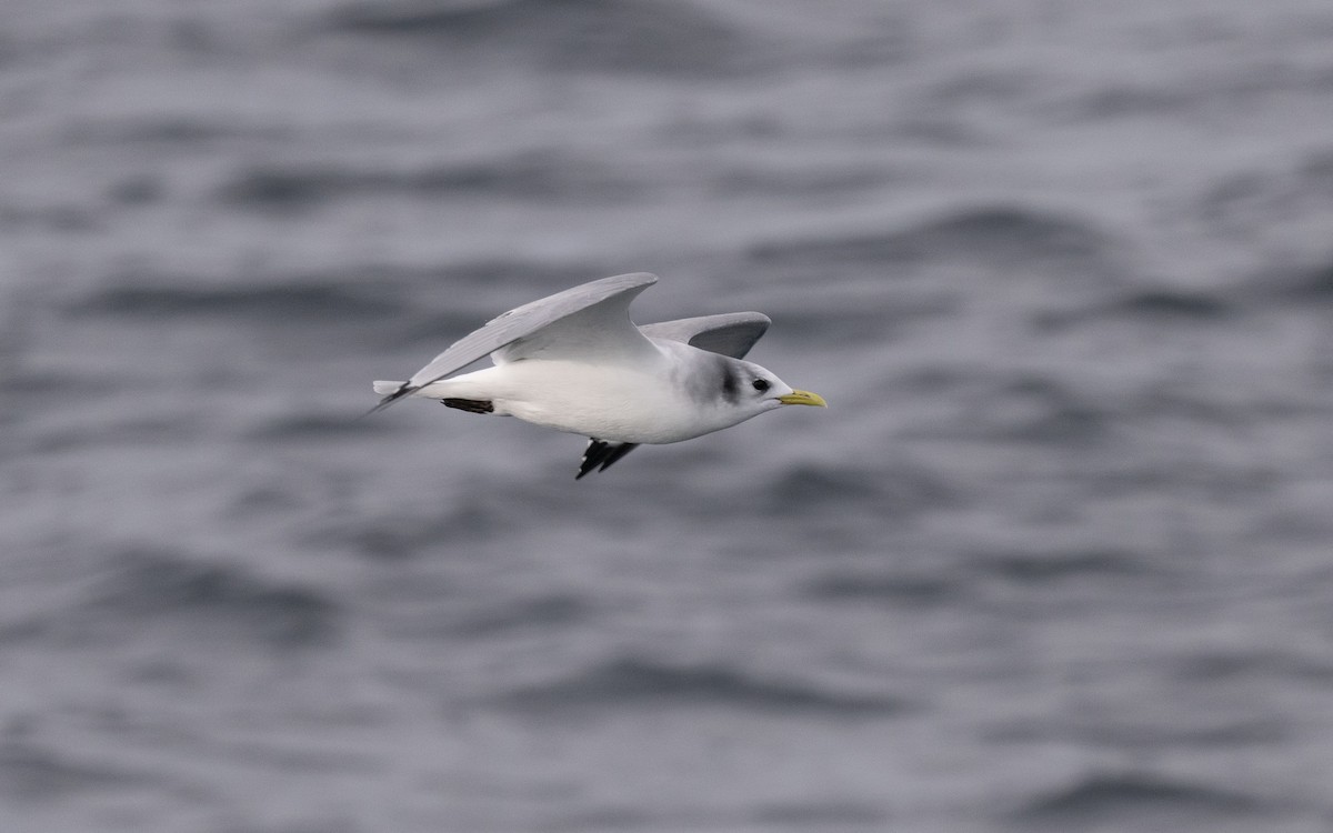 Black-legged Kittiwake - ML646609095