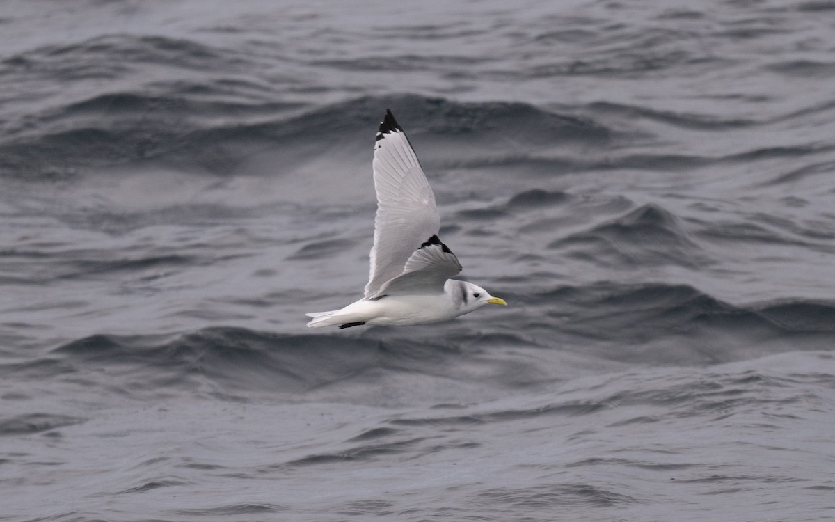 三趾鷗 - ML646609096