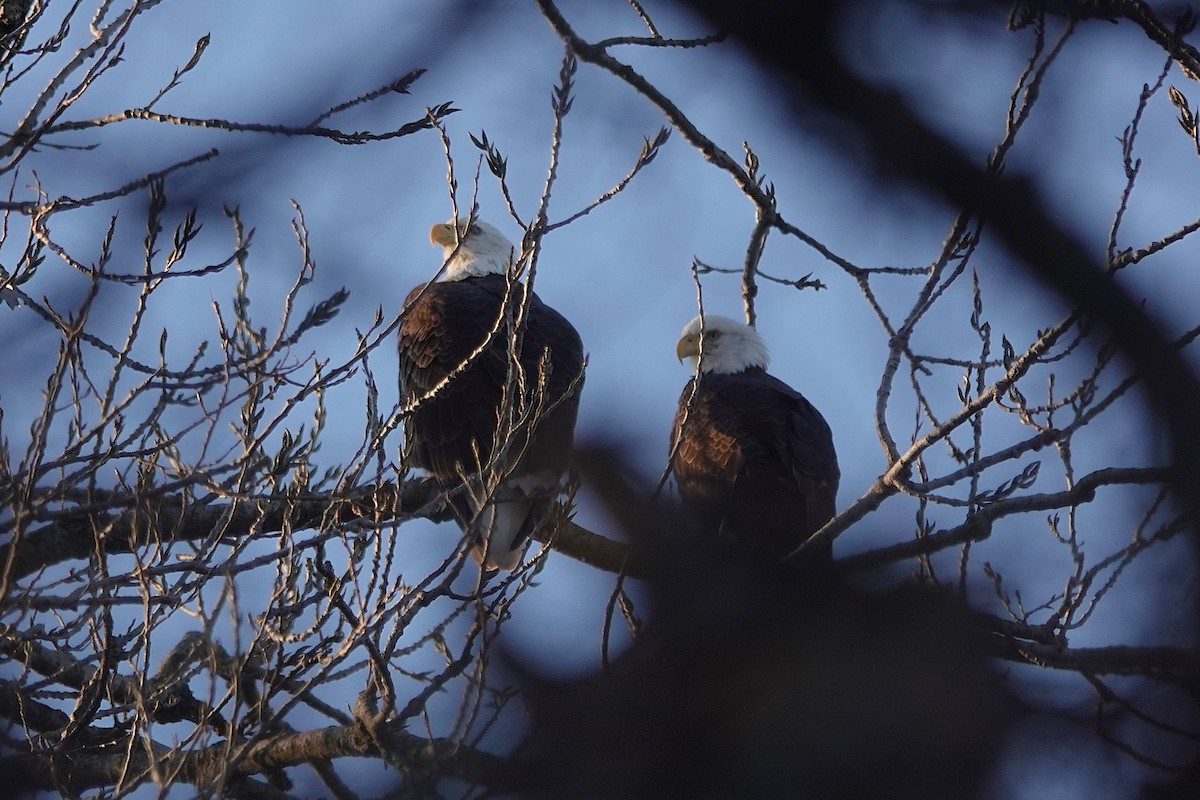 Pigargo Americano - ML646609103