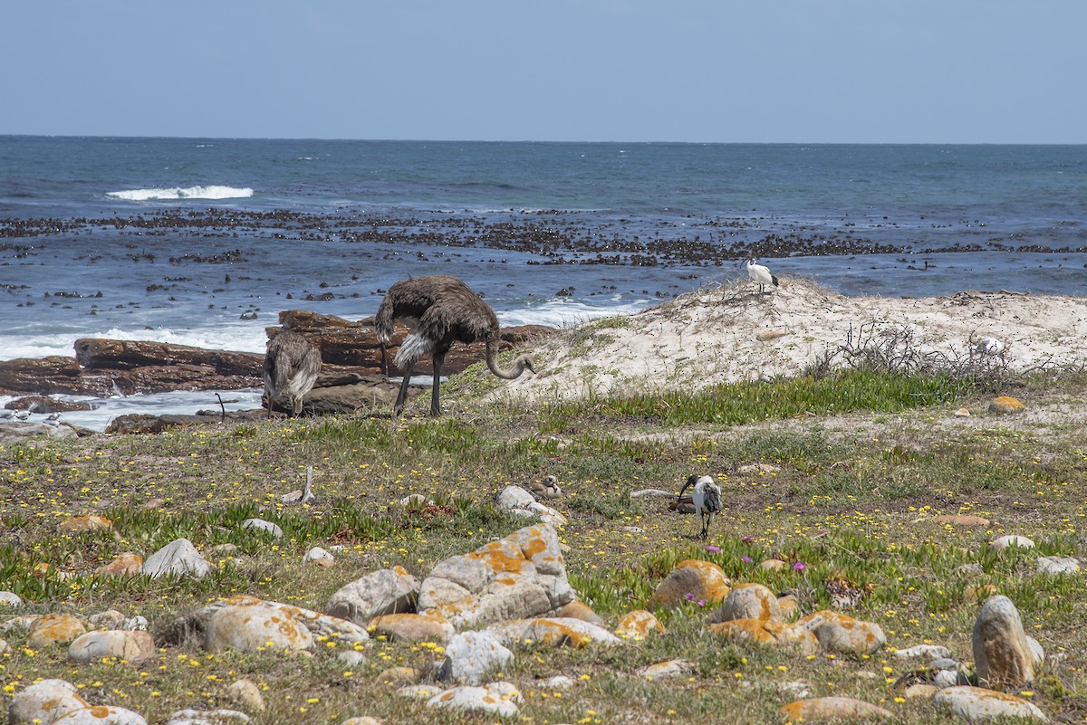 Common Ostrich - ML646609104