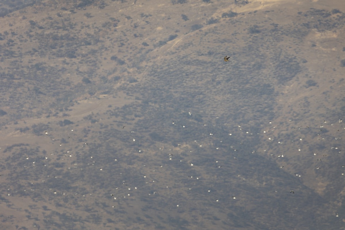 Peregrine Falcon - ML646609105