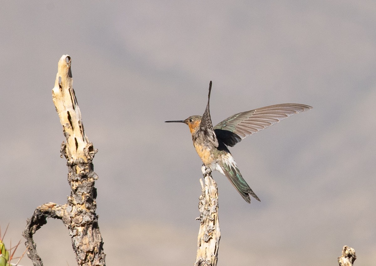 Giant Hummingbird - ML646609111