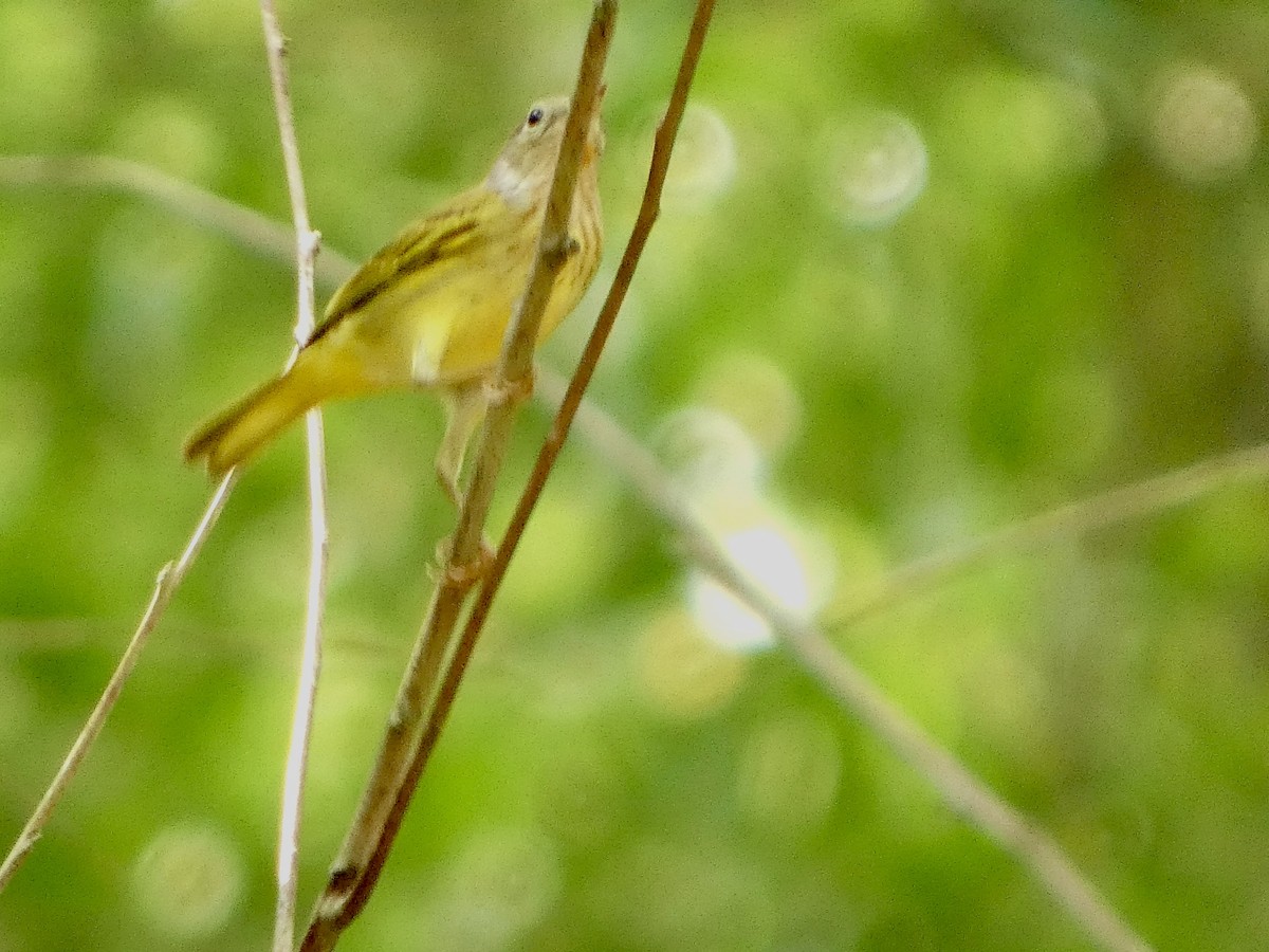 Paruline du Canada - ML646609113