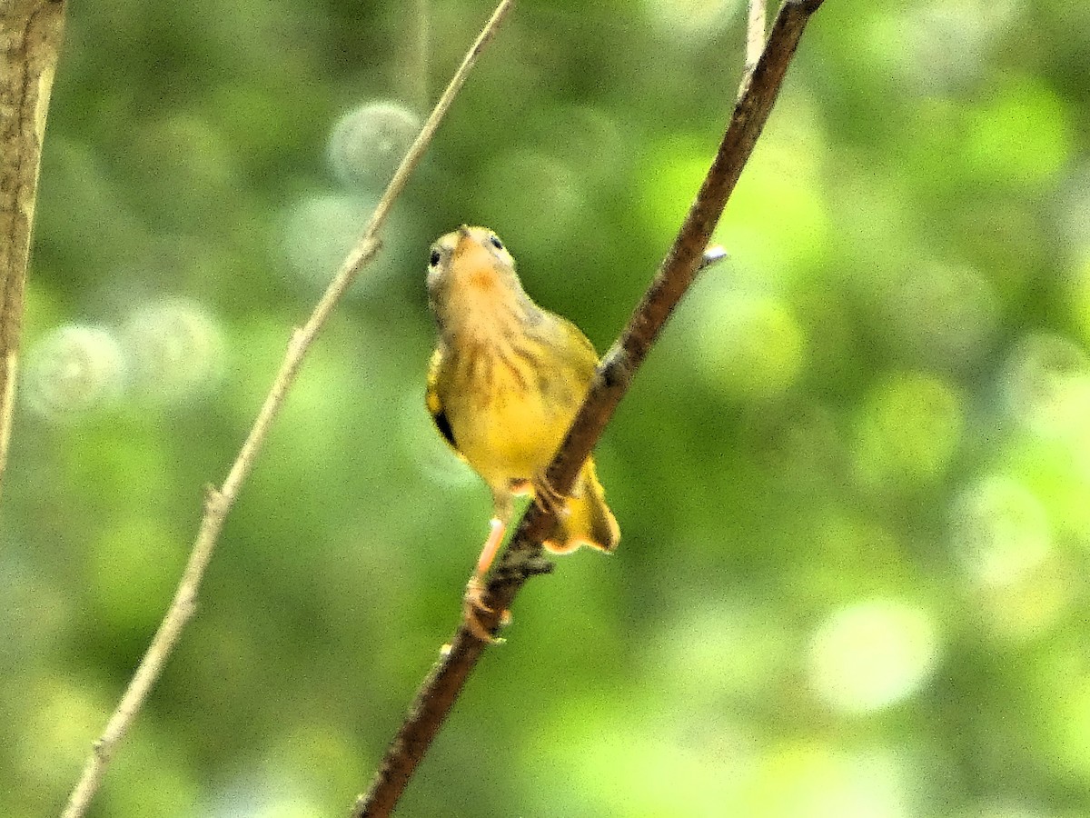 Paruline du Canada - ML646609114