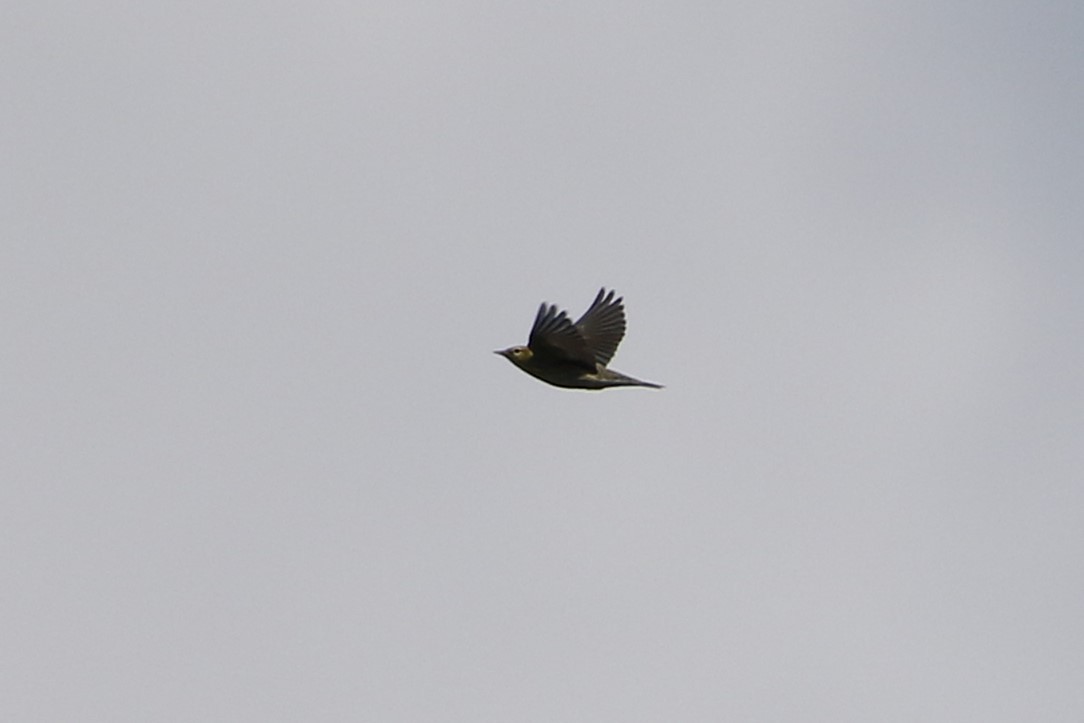 Tennessee Warbler - ML646609121