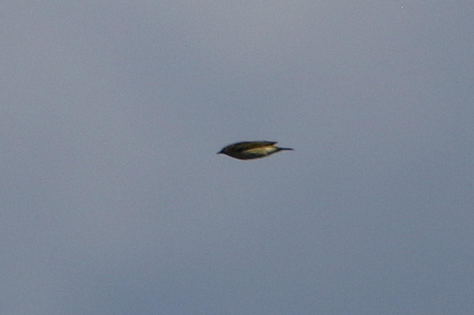 Tennessee Warbler - ML646609122