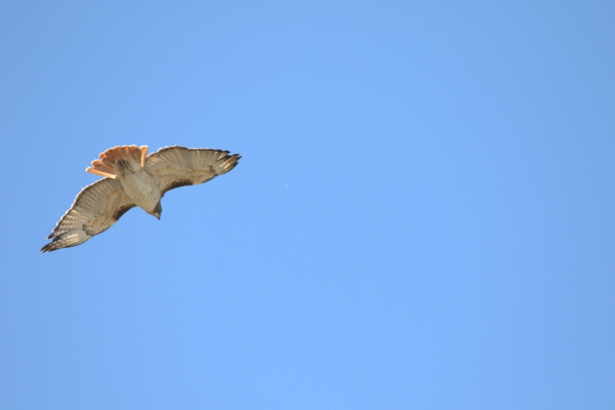 Kızıl Kuyruklu Şahin - ML646609125