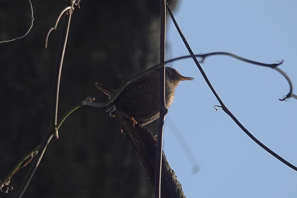 Winter Wren - ML646609126