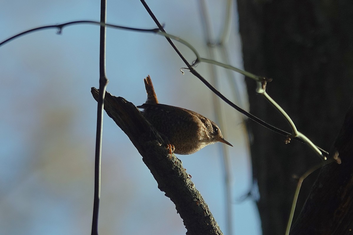 Winter Wren - ML646609127