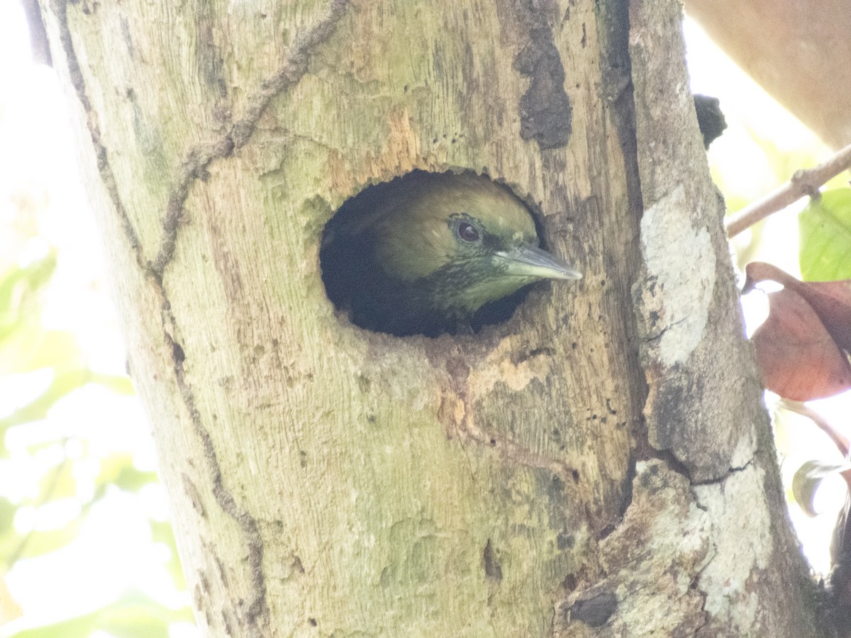 Blond-crested Woodpecker - ML646609128
