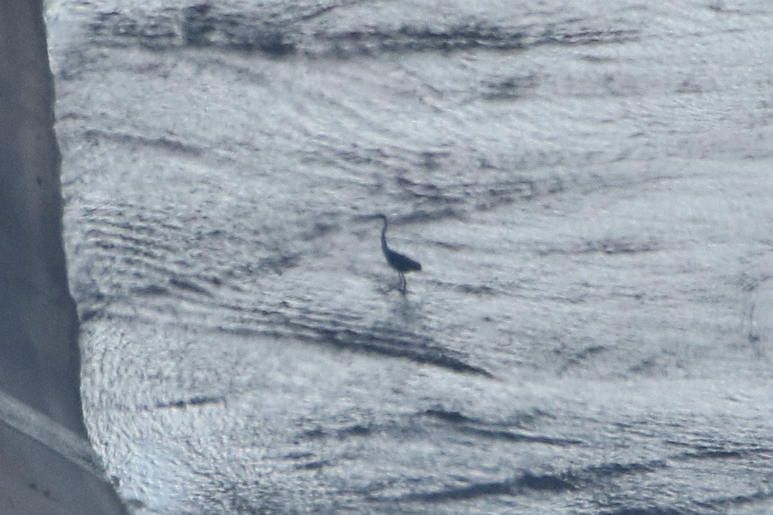 Great Blue Heron - ML646609129