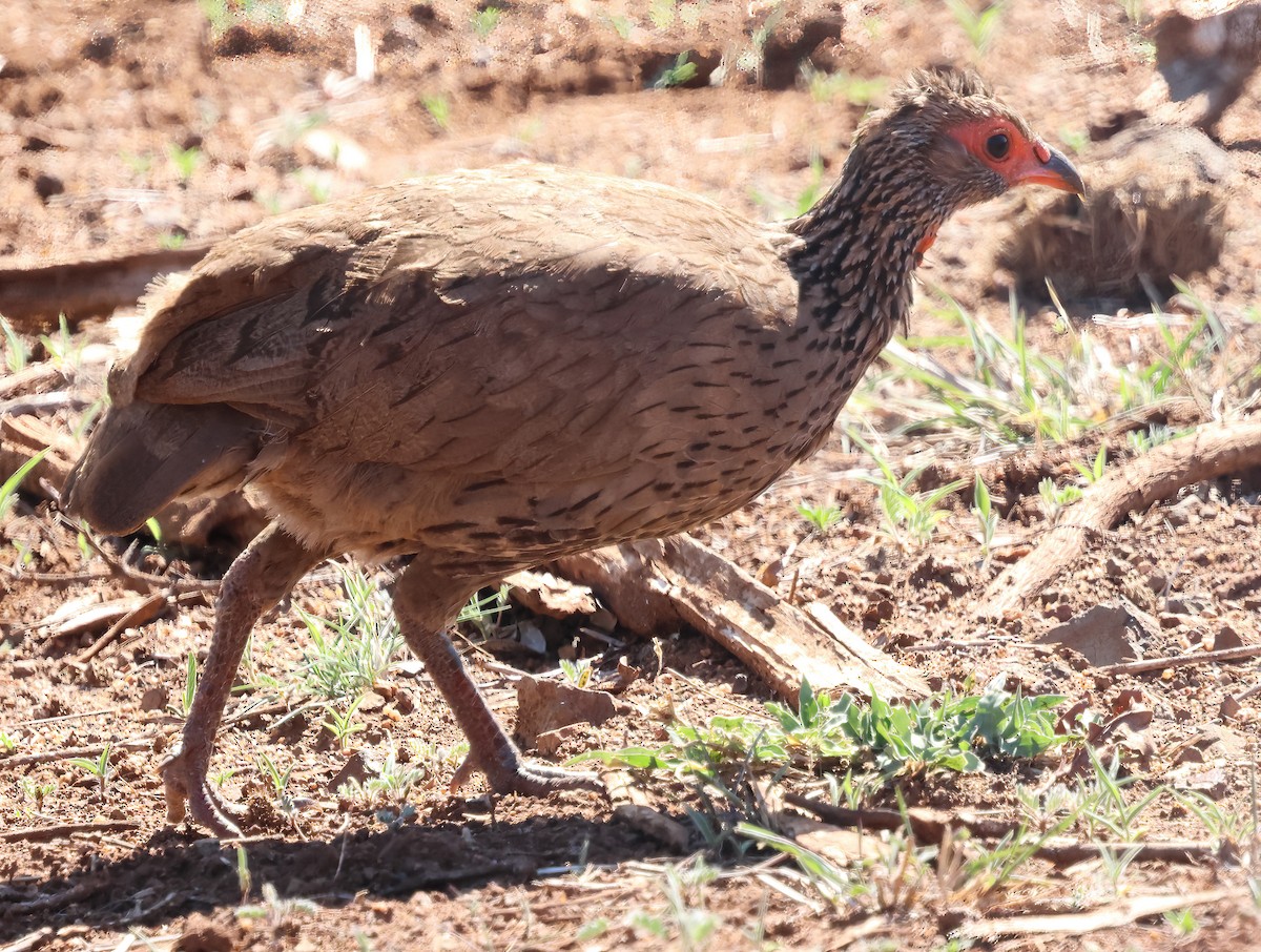 クロアシアカノドシャコ - ML646609130