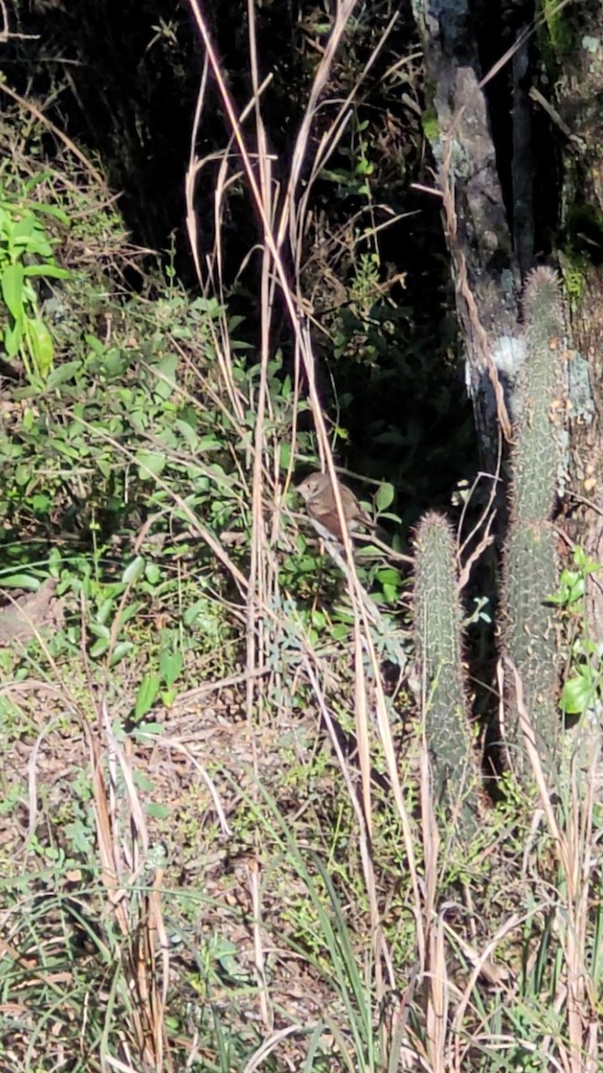 Fulvous-crowned Scrub-Tyrant - ML646609131