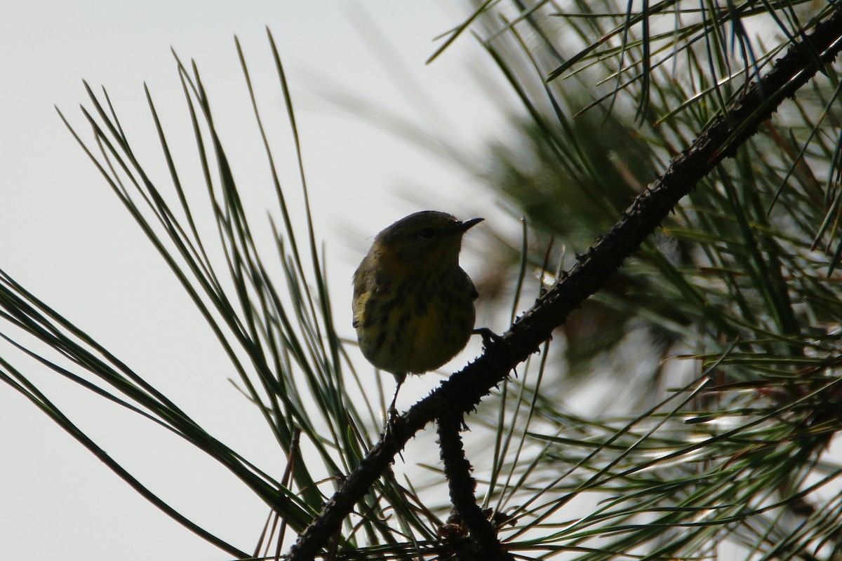 Cape May Warbler - ML646609132