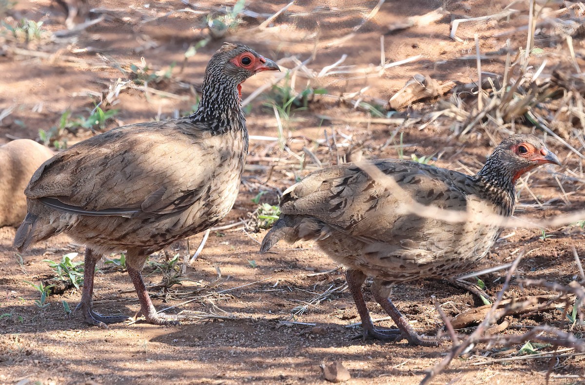 クロアシアカノドシャコ - ML646609133