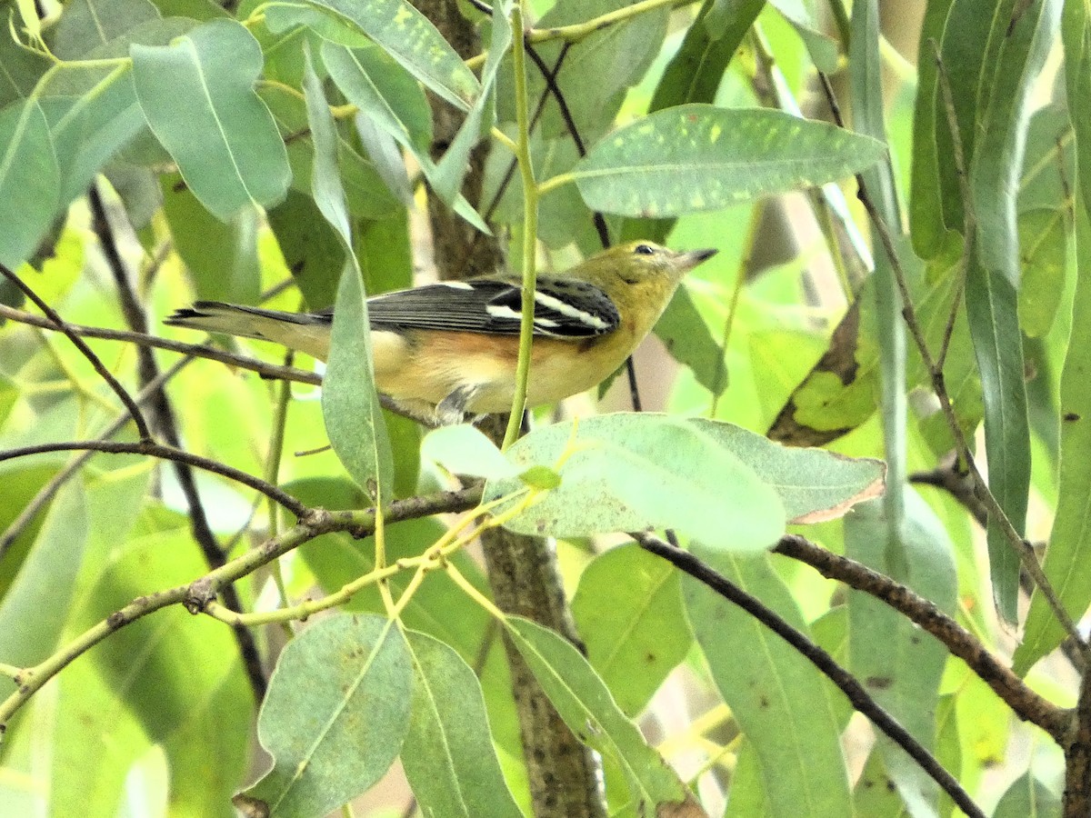Reinita Castaña - ML646609134