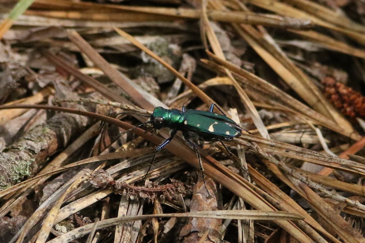 Northern Barrens Tiger Beetle (Northern) - ML646609135
