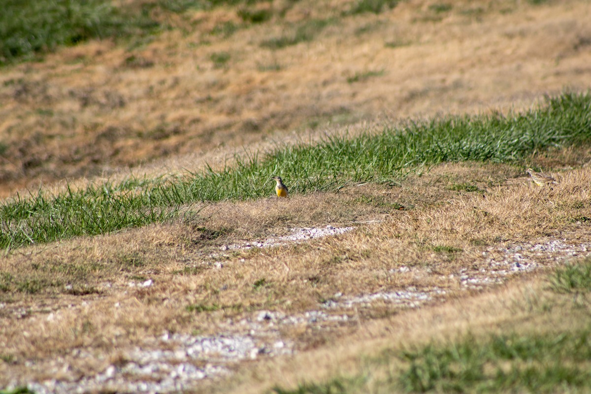 Eastern Meadowlark - ML646609136