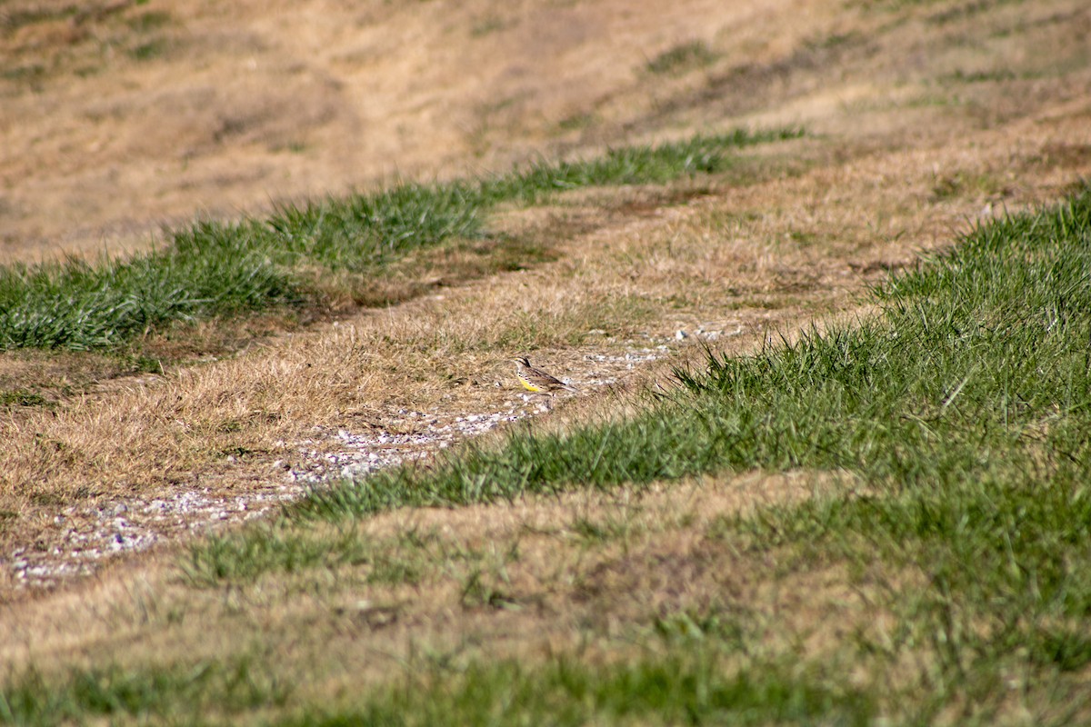 Eastern Meadowlark - ML646609137