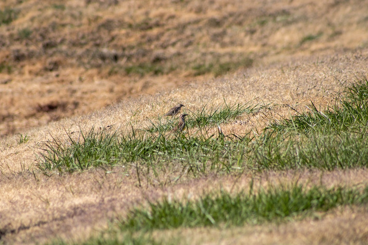 Eastern Meadowlark - ML646609138
