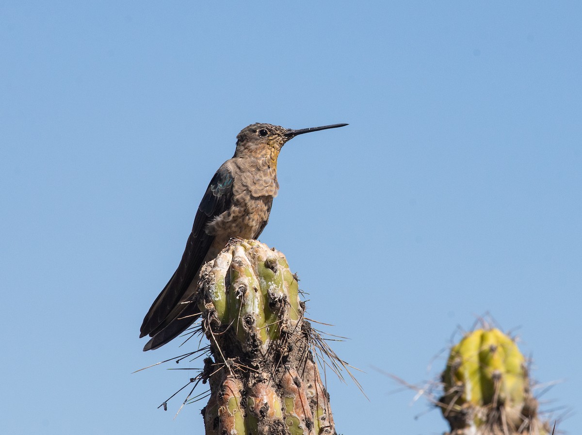 Giant Hummingbird - ML646609140