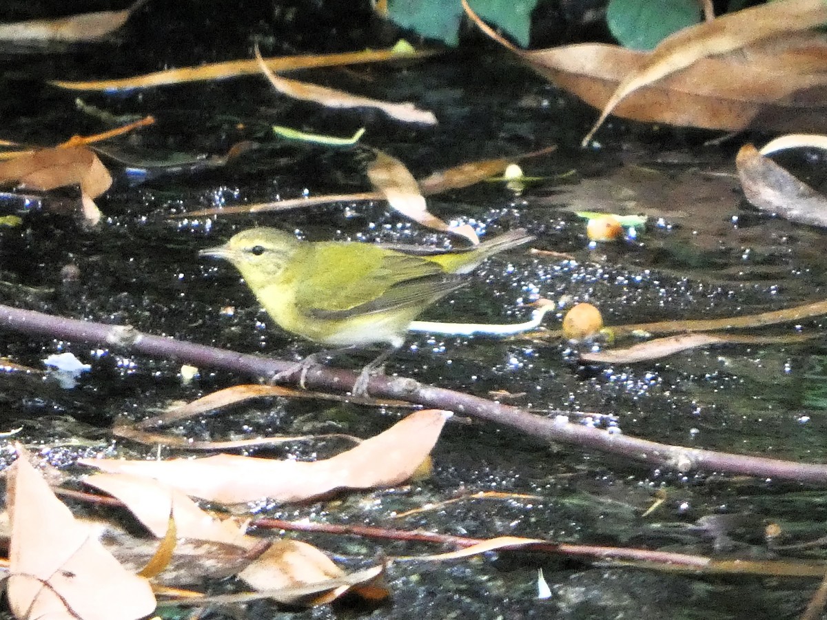 Tennessee Warbler - ML646609142