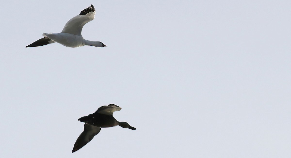 Ross's Goose - ML646609153