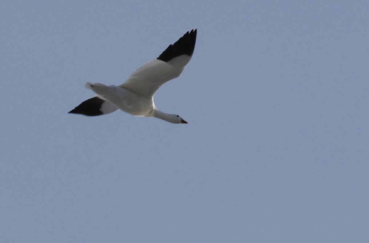 Ross's Goose - ML646609154