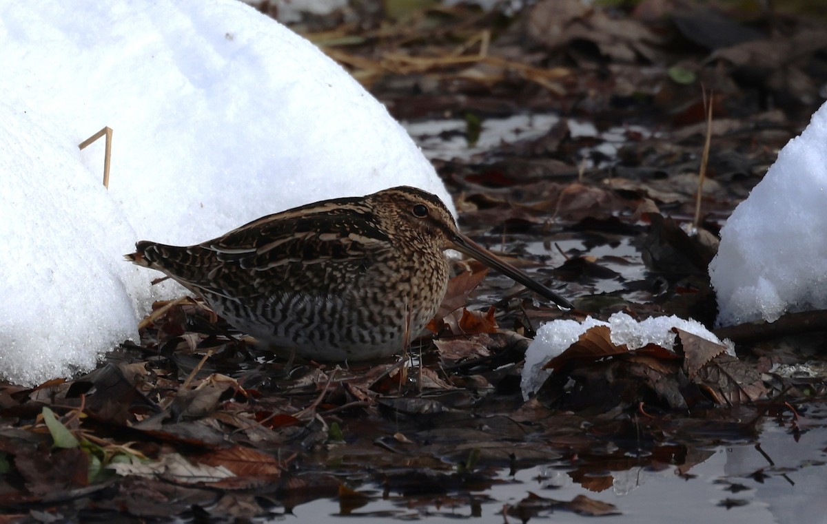 Wilson's Snipe - ML646609155