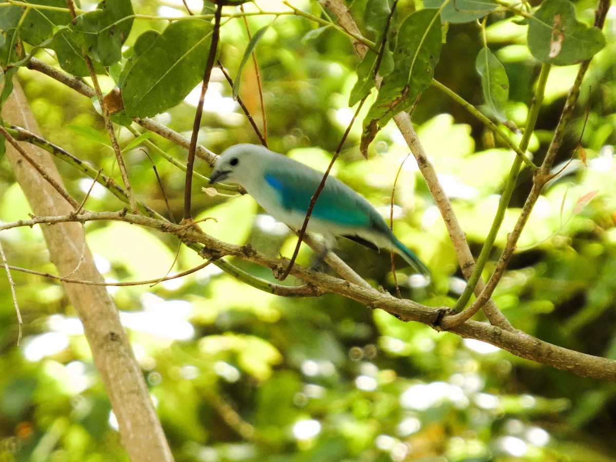 Blue-gray Tanager - ML646609156