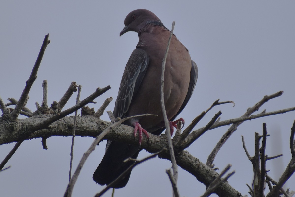 Pikazuro Güvercini - ML646609157